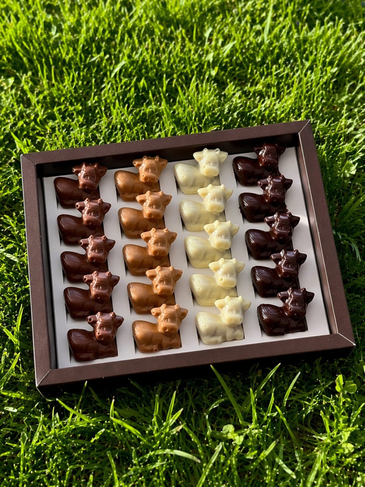 Coffret de 20 Belles Comtoises ouvert dans l’herbe