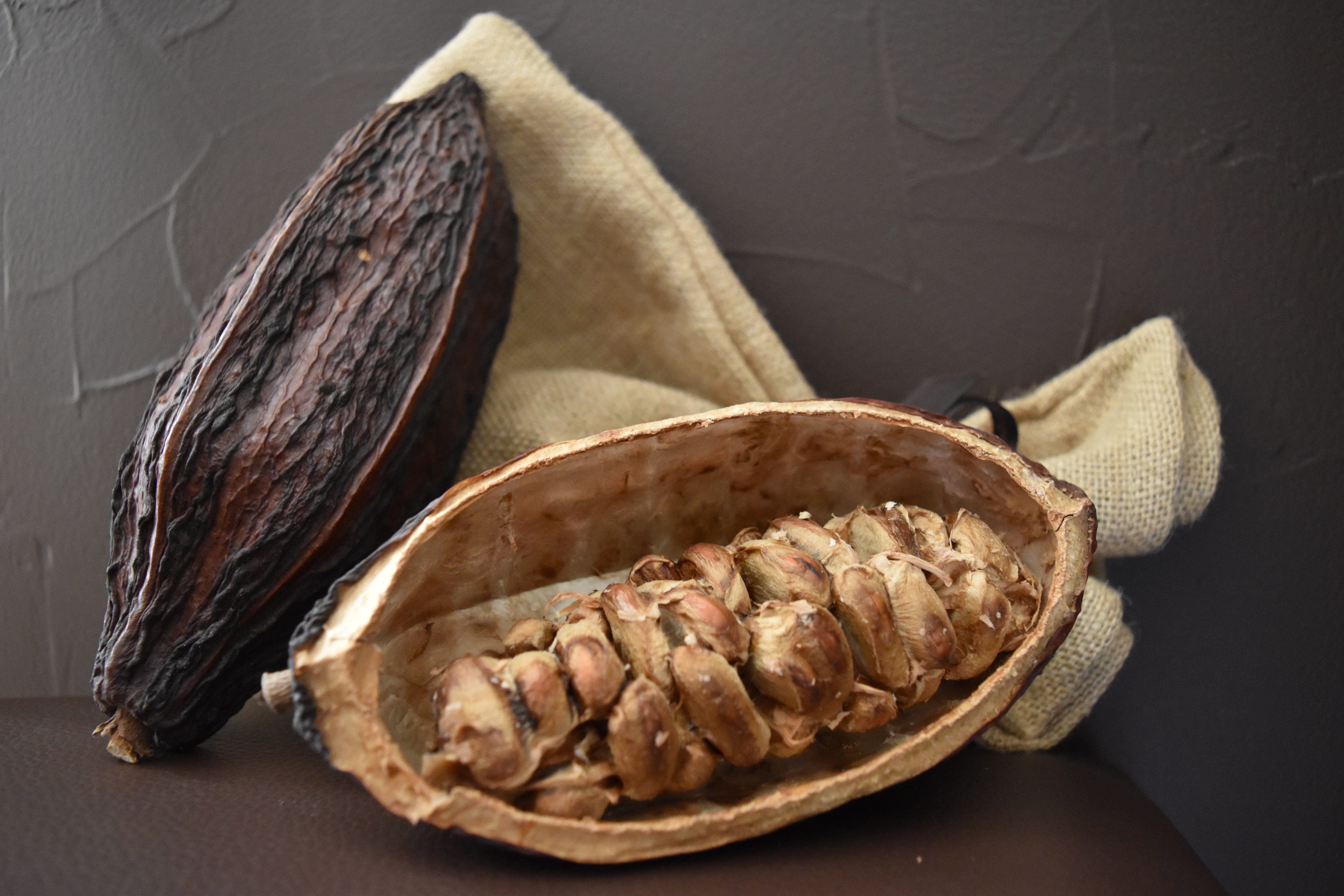 Cabosse de cacao ouverte