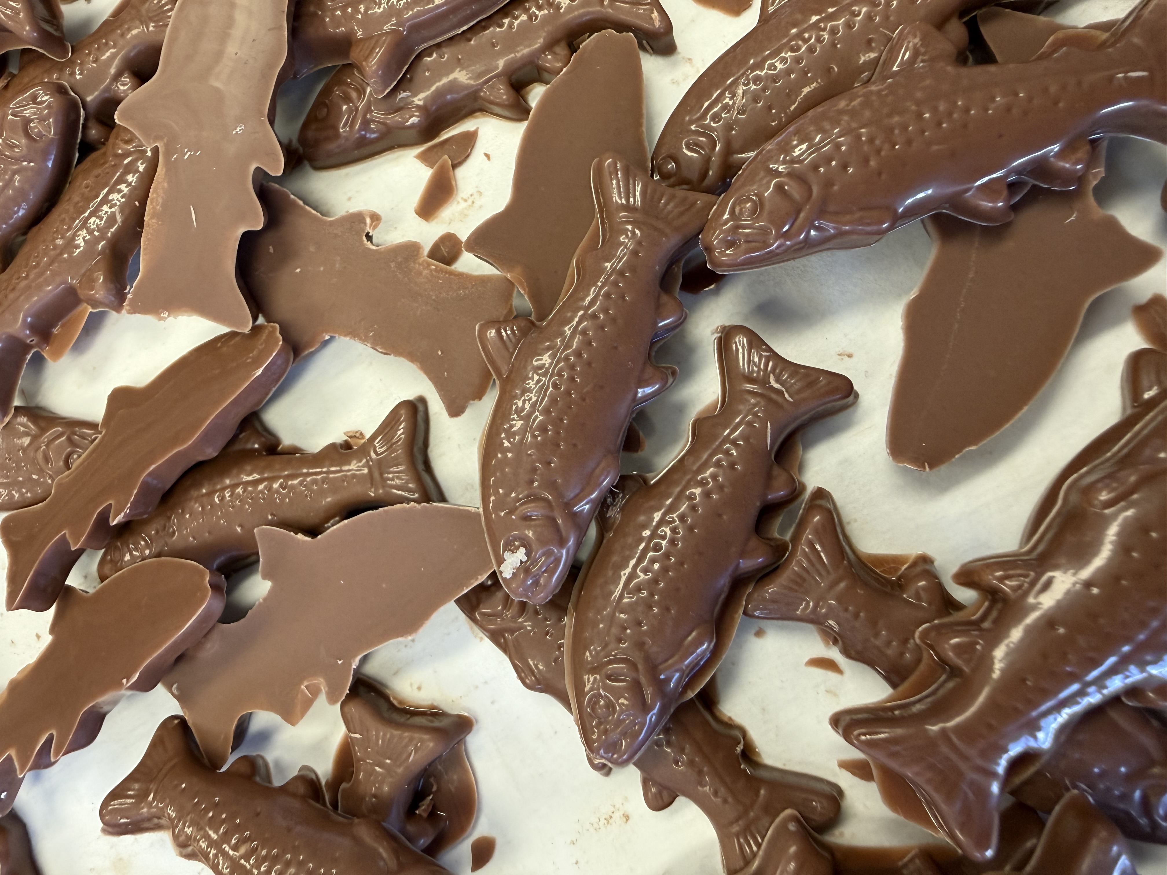 Poissons en chocolat au lait fraîchement démoulés