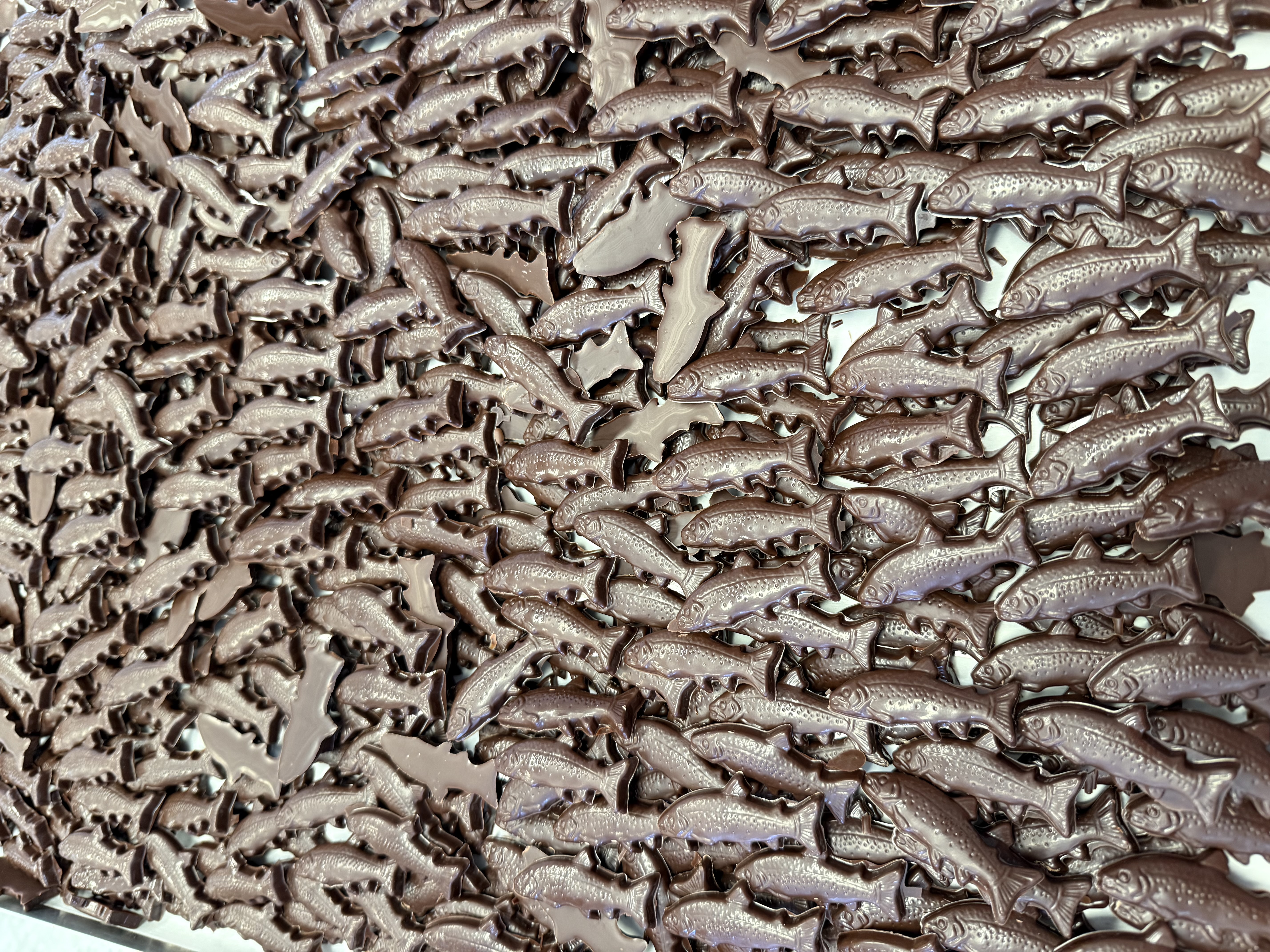 Plaque entière de poissons en chocolat noir moulés
